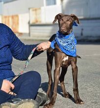 BROWN, Hund, Mischlingshund in Spanien - Bild 6