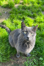 LIAM, Katze, Europäisch Kurzhaar in Spanien - Bild 5