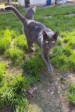LIAM, Katze, Europäisch Kurzhaar in Spanien - Bild 6