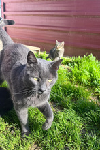 LIAM, Katze, Europäisch Kurzhaar in Spanien - Bild 7