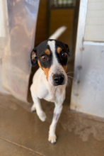 CHRISTAL, Hund, Bodeguero Andaluz in Spanien - Bild 2