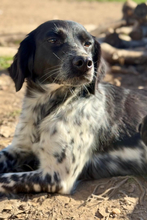 NIKA, Hund, Epagneul Breton in Spanien - Bild 1