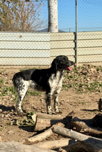 NIKA, Hund, Epagneul Breton in Spanien - Bild 3