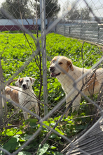 TOBY, Hund, Mischlingshund in Spanien - Bild 2