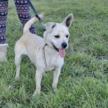 STINA, Hund, Mischlingshund in Ungarn - Bild 1