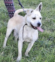 STINA, Hund, Mischlingshund in Ungarn - Bild 3