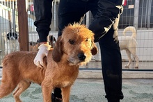 FANTA, Hund, Segugio Italiano a pelo forte-Mix in Italien - Bild 2