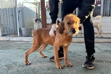 FANTA, Hund, Segugio Italiano a pelo forte-Mix in Italien - Bild 3