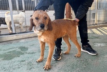 FANTA, Hund, Segugio Italiano a pelo forte-Mix in Italien - Bild 4