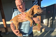 FANTASMINA, Hund, Segugio Italiano a pelo forte-Mix in Italien - Bild 3