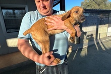 FANTASMINA, Hund, Segugio Italiano a pelo forte-Mix in Italien - Bild 4