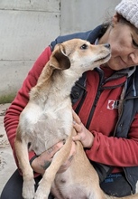 MINKA, Hund, Mischlingshund in Ungarn - Bild 3