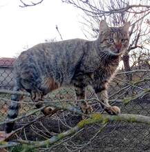 MIRA, Katze, Hauskatze in Bulgarien - Bild 5