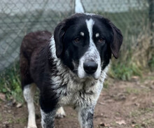 TALAK, Hund, Mischlingshund in Aerzen - Bild 1