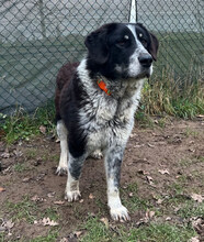 TALAK, Hund, Mischlingshund in Aerzen - Bild 2