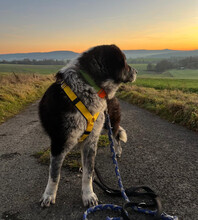 TALAK, Hund, Mischlingshund in Aerzen - Bild 3