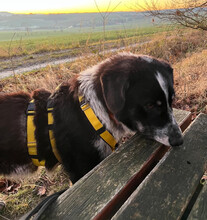 TALAK, Hund, Mischlingshund in Aerzen - Bild 4