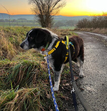 TALAK, Hund, Mischlingshund in Aerzen - Bild 5