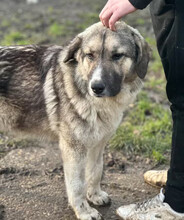 GOBI, Hund, Mischlingshund in Aerzen - Bild 2