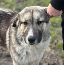 GOBI, Hund, Mischlingshund in Aerzen - Bild 3