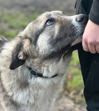 GOBI, Hund, Mischlingshund in Aerzen - Bild 4