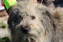 IRMO, Hund, Bearded Collie-Mix in Rumänien - Bild 1