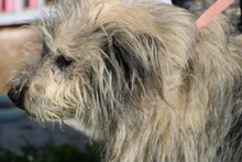 IRMO, Hund, Bearded Collie-Mix in Rumänien - Bild 2