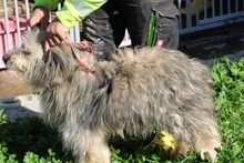 IRMO, Hund, Bearded Collie-Mix in Rumänien - Bild 3