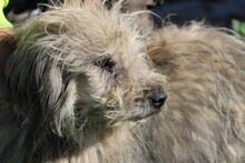 IRMO, Hund, Bearded Collie-Mix in Rumänien - Bild 4