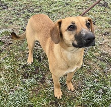 ALISSA, Hund, Mischlingshund in Ungarn - Bild 3