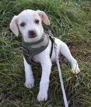 TOBY, Hund, Mischlingshund in Ungarn - Bild 2