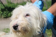 ROHIN, Hund, Bearded Collie-Briard-Mix in Lohra-Reimershausen - Bild 1