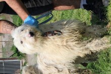 ROHIN, Hund, Bearded Collie-Briard-Mix in Lohra-Reimershausen - Bild 2