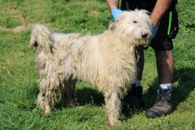 ROHIN, Hund, Bearded Collie-Briard-Mix in Lohra-Reimershausen - Bild 3