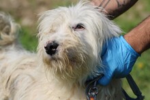 ROHIN, Hund, Bearded Collie-Briard-Mix in Lohra-Reimershausen - Bild 4