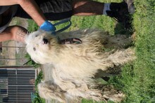 ROHIN, Hund, Bearded Collie-Briard-Mix in Lohra-Reimershausen - Bild 5