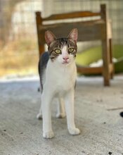 LOIL, Katze, Europäisch Kurzhaar in Erlangen