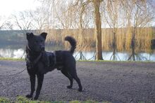 JUMPI, Hund, Mischlingshund in Duisburg - Bild 5