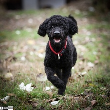 TALA, Hund, Mischlingshund in Ungarn - Bild 1