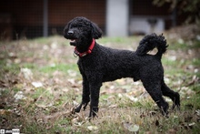 TALA, Hund, Mischlingshund in Ungarn - Bild 3