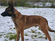 JAMIE, Hund, Malinois in Hamburg - Bild 3