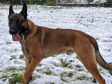 JAMIE, Hund, Malinois in Hamburg - Bild 5