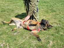 JAMIE, Hund, Malinois in Hamburg - Bild 6