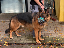 ORKAN, Hund, Deutscher Schäferhund-Mix in Overath - Bild 3