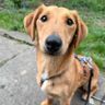 NEON, Hund, Mischlingshund in Nörten-Hardenberg