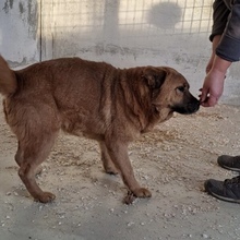 DARSHA, Hund, Chow Chow in Ungarn - Bild 4