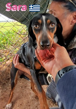 SARA, Hund, Griechische Bracke in Griechenland - Bild 6