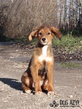 LADA, Hund, Mischlingshund in Slowakische Republik - Bild 1