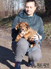 LADA, Hund, Mischlingshund in Slowakische Republik - Bild 10