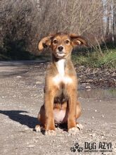 LADA, Hund, Mischlingshund in Slowakische Republik - Bild 3